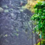 Rain forest Cebu City