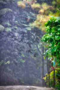Rain forest Cebu City